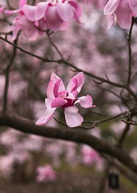 Pink Magnolia Blossom