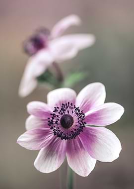 Delicate Pink Flower