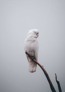 White Cockatoo on Branch