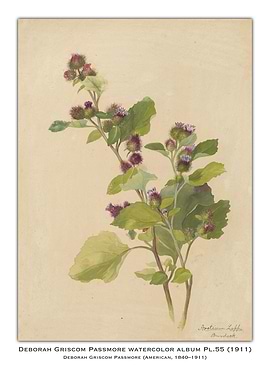 Watercolor Botanical Illustration