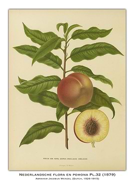 Peach Botanical Illustration