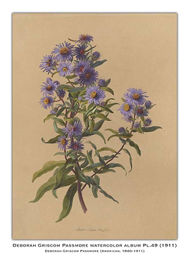 Purple Aster Watercolor