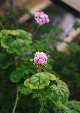Pink Flower