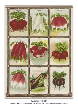 Vintage Radish Seed Packet
