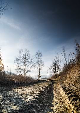 Dirt Road Through Trees