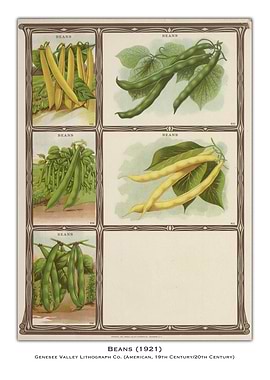 Vintage Bean Illustration