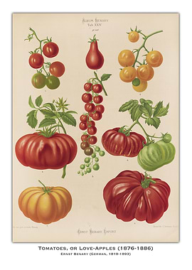 Vintage Tomato Illustration