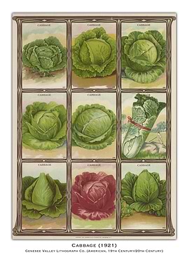 Vintage Cabbage Poster