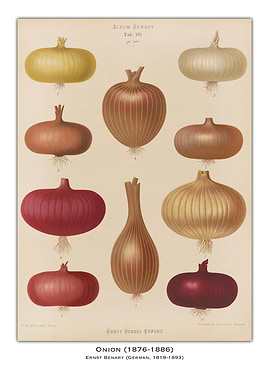 Vintage Onion Illustration