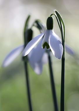 Snowdrop Flowers