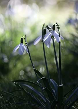 Snowdrop Flowers in Sunlight