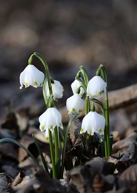 White Spring Flowers