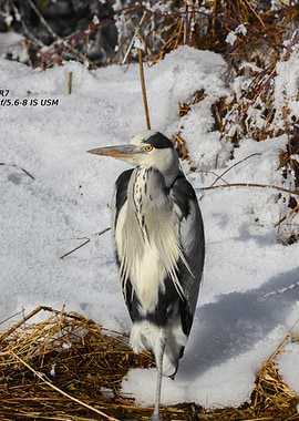Grey Heron in Winter