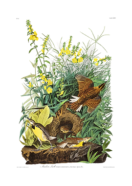 The Birds of America - Meadow Lark