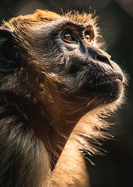 Monkey Portrait