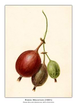 Mountain Gooseberries Watercolor