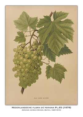 Vintage Grape Illustration