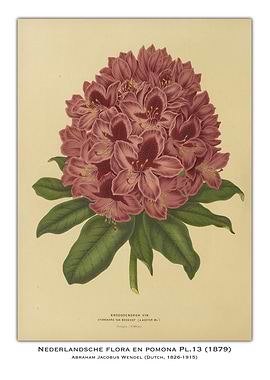Rhododendron Flower Illustration