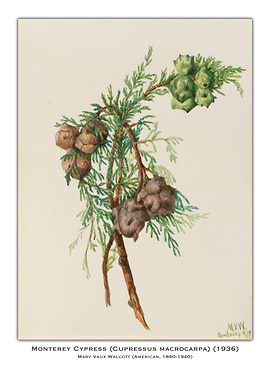 Monterey Cypress Watercolor