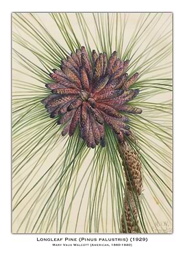 Longleaf Pine Botanical Illustration