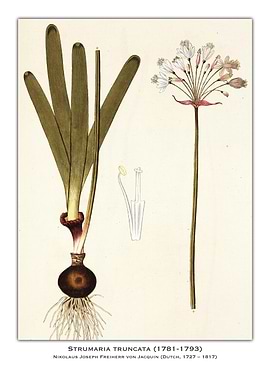 Strumaria Truncata Botanical Illustration