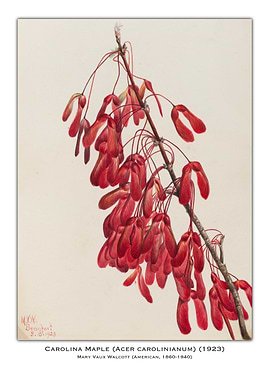 Carolina Maple Seeds Watercolor
