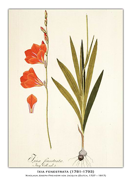 Ixia Fenestrata Botanical Illustration