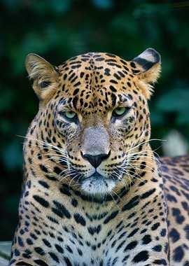 Leopard Close-Up