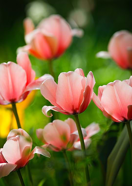 Pink Tulips in Bloom