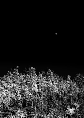 Crescent Moon Over Trees