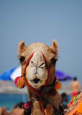 Camel Portrait smile