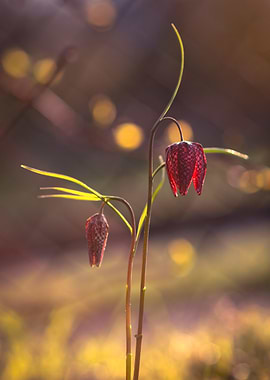 Snake's Head Fritillary Flowers