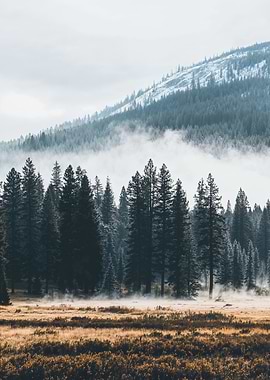 Misty Mountain Forest