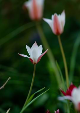 White and Pink Tulips