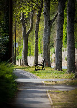 Park Bench Under Trees