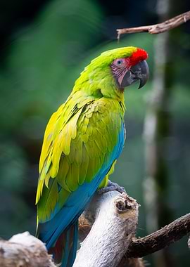 Green-winged Macaw on Branch