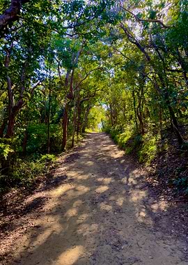 Coastal Forest Path