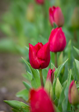 Red Tulips in Bloom