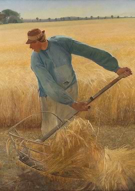 Harvesting Wheat