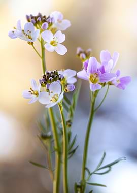 Delicate Spring Flowers