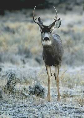 Mule Deer in a Field