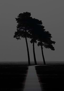 Silhouetted Trees and Path