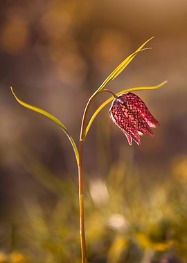 Snakeshead Fritillary Flower