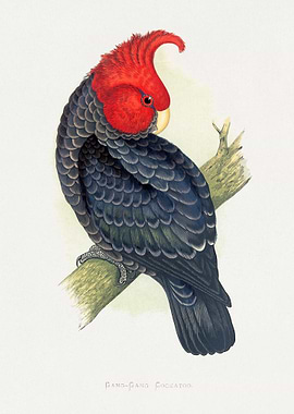 Gang-Gang Cockatoo Illustration