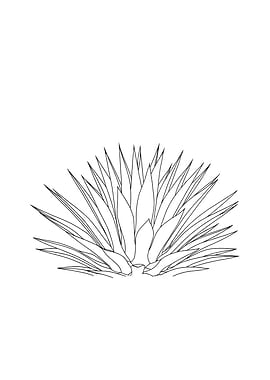 Agave Plant Minimalist Line Art