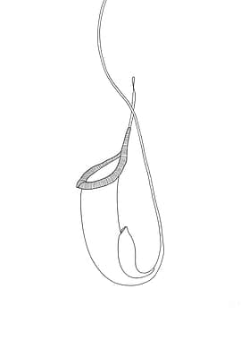Pitcher Plant Minimalist Line Art