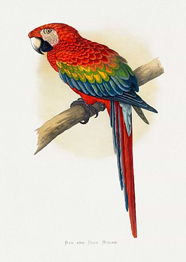 Red and Blue Macaw Illustration