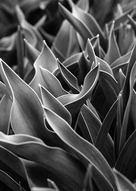 Black and White Tulip Leaves