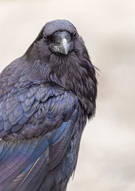 Raven Close-Up