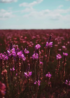 Purple Wildflowers Field